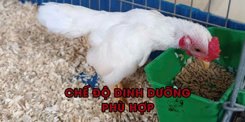 Chú trọng dinh dưỡng là cách nuôi đá gà tre đơn giản nhưng hiệu quả tức thì