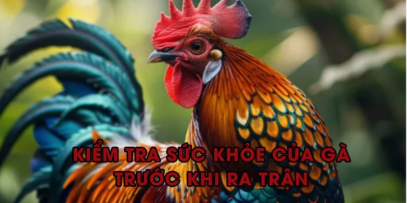 Kiểm tra sức khỏe và cho gà chiến nghỉ ngơi trước khi lâm trận